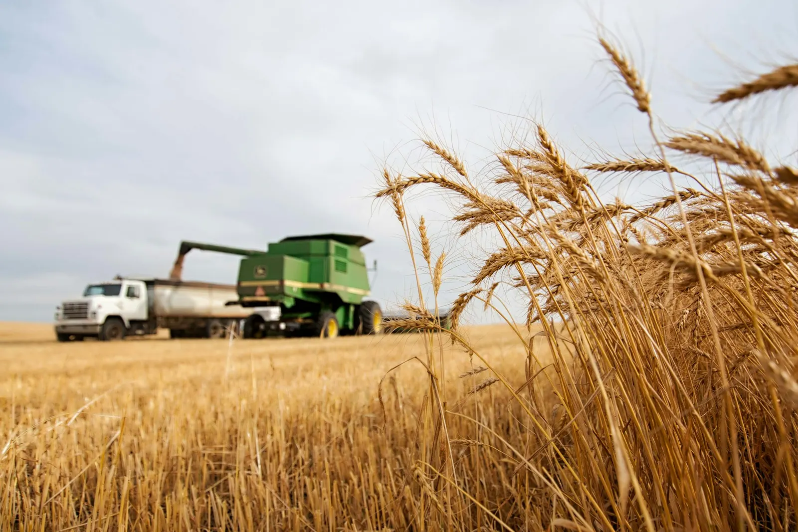 Harvested grain falling into a trailer, no people