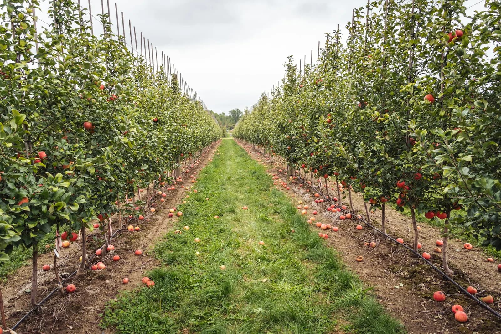Fruit orchard rows in spring, no people