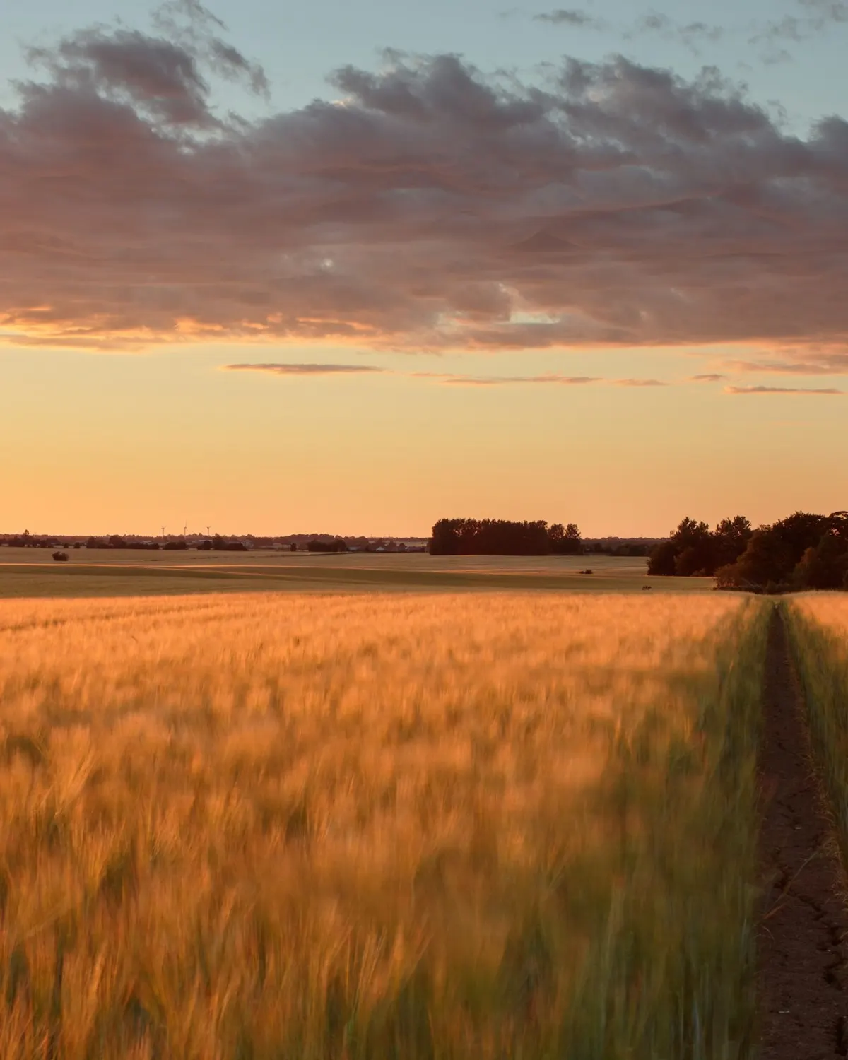 Tall view of a wheat field at dusk with a farm track, no people