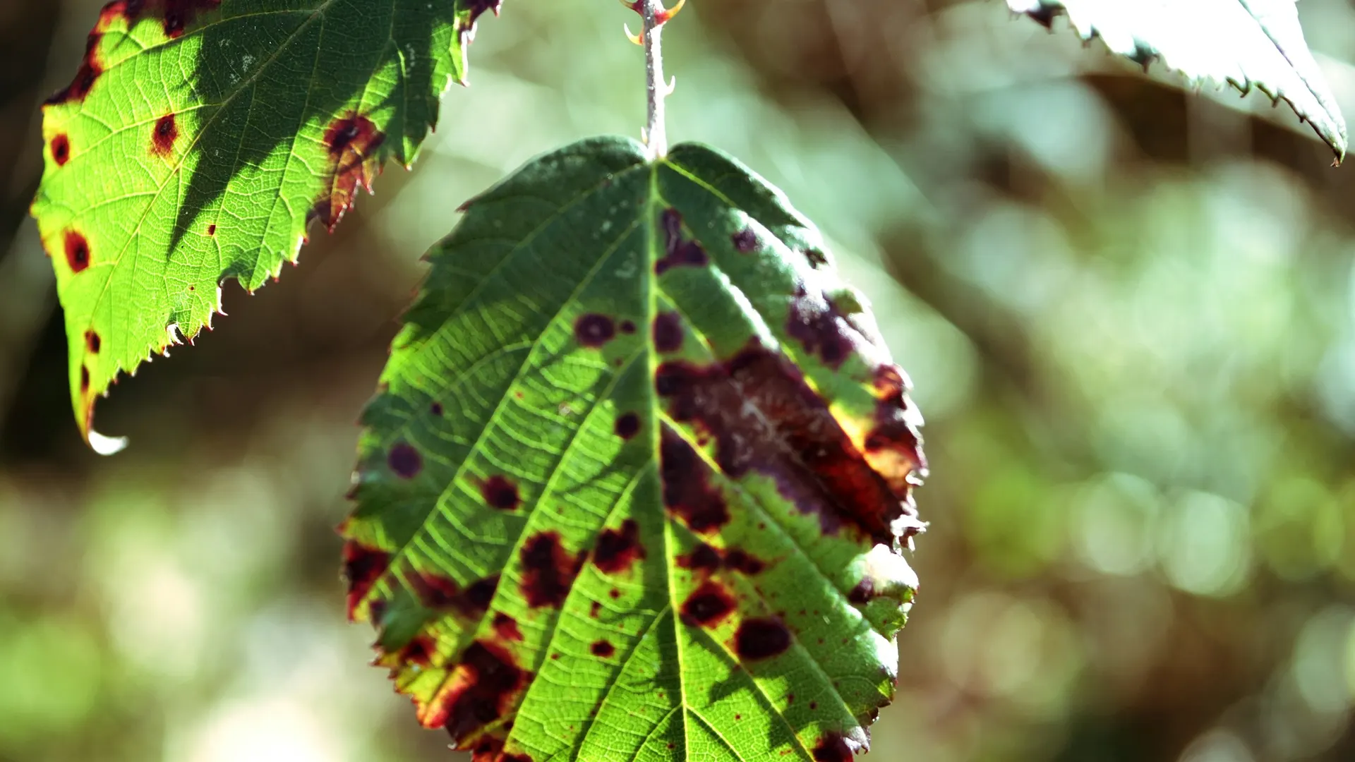 Close view of a leaf with spots, no people