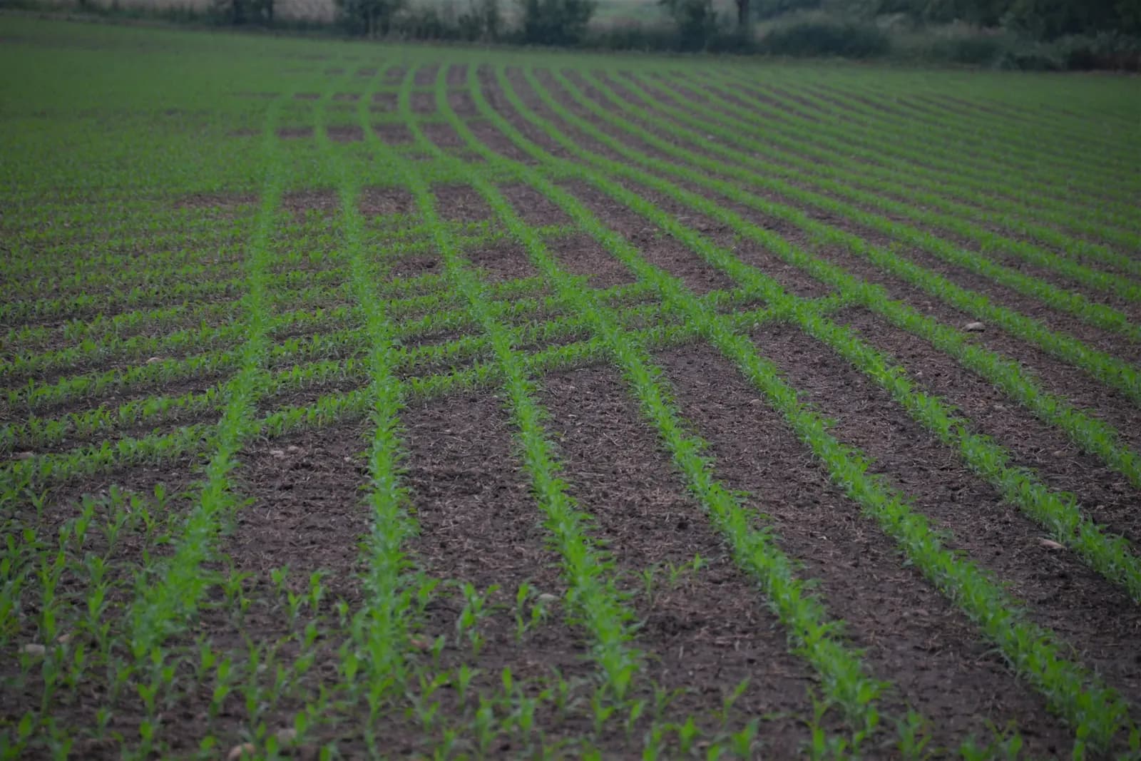 Rows of young crops in early spring, no people