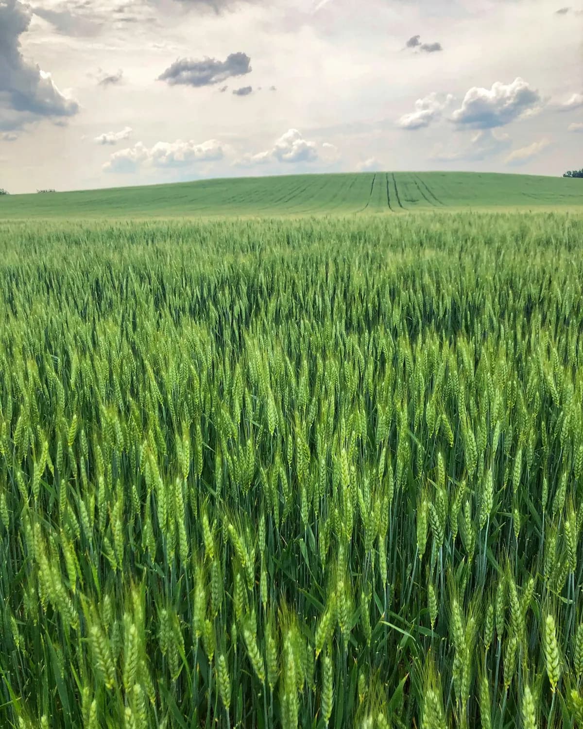Young wheat at eye level with a wide sky, no people
