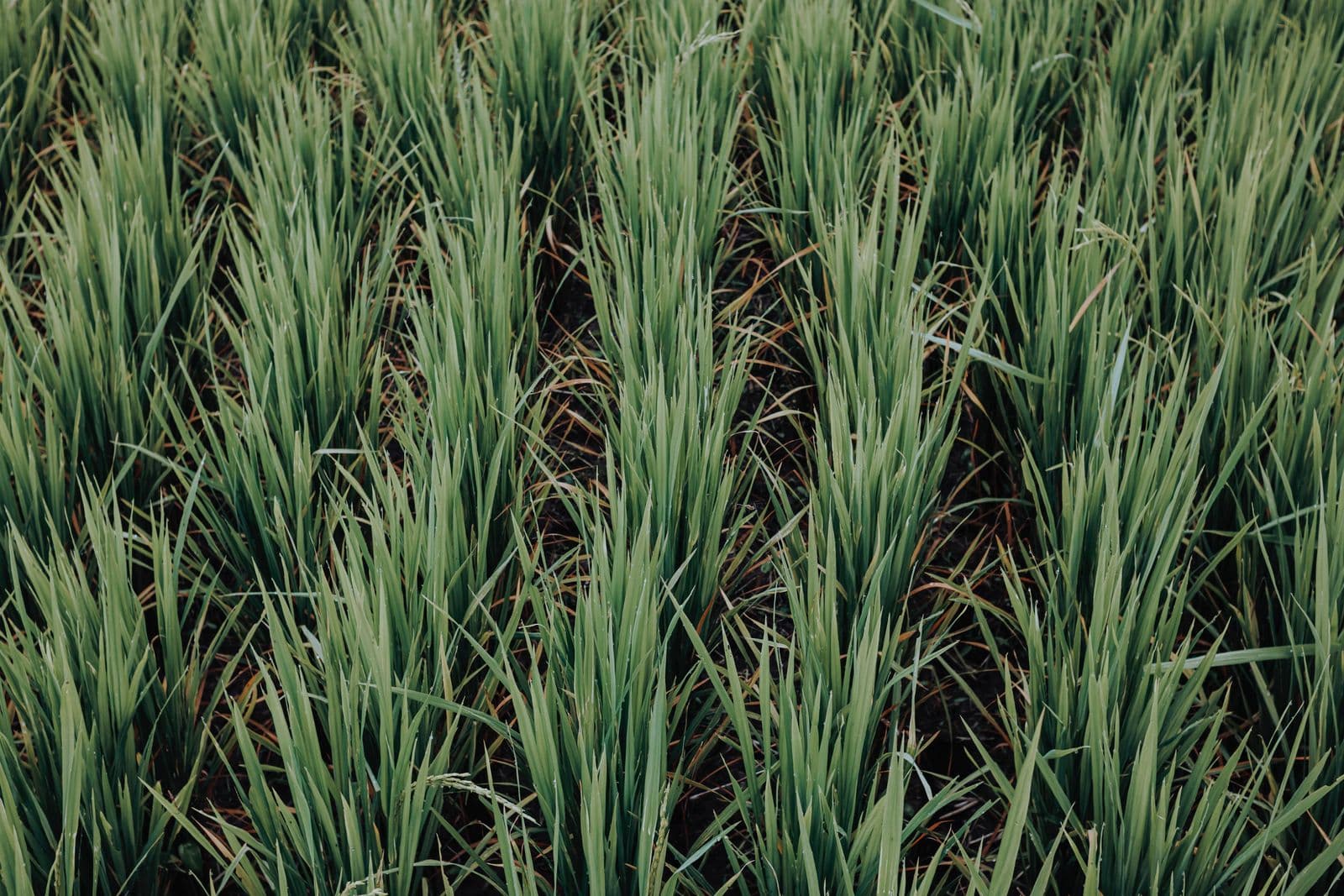 Flooded rice paddy with young plants, no people